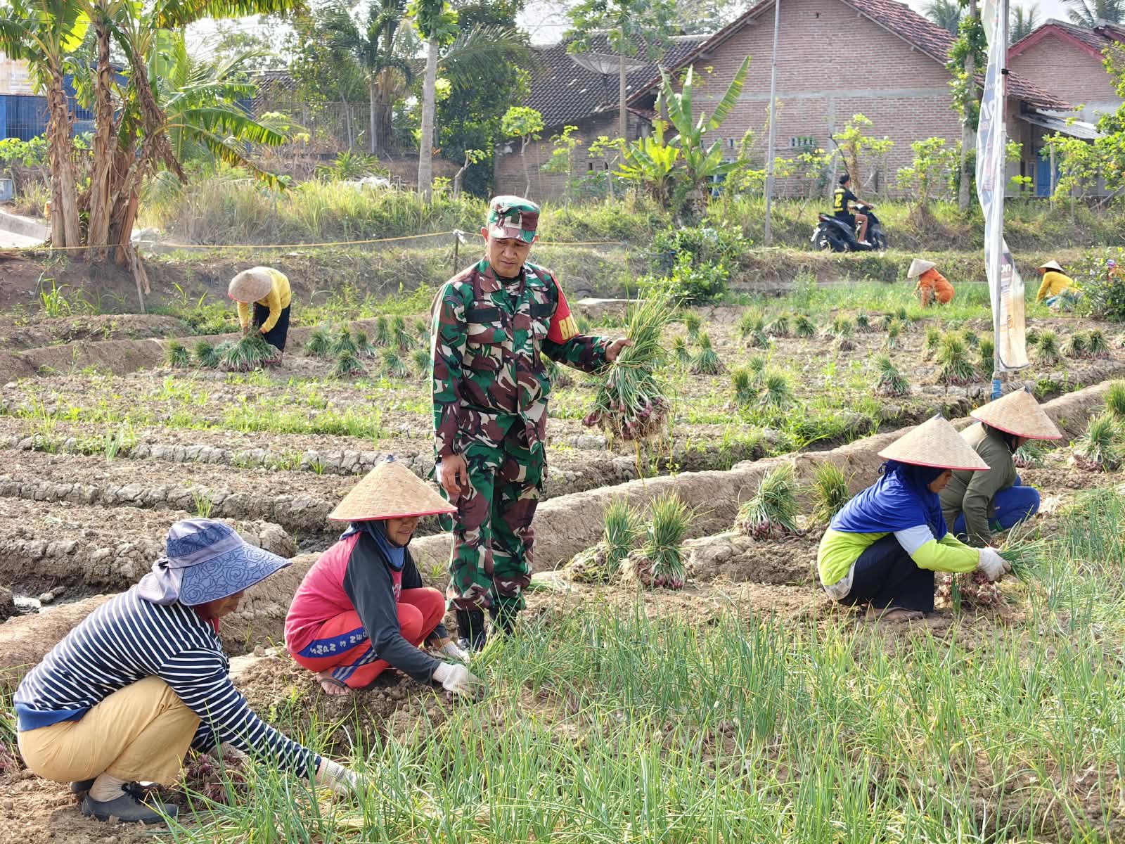 Penuh Keakraban, Babinsa Sukadadi Bantu Petani Panen Bawang Merah