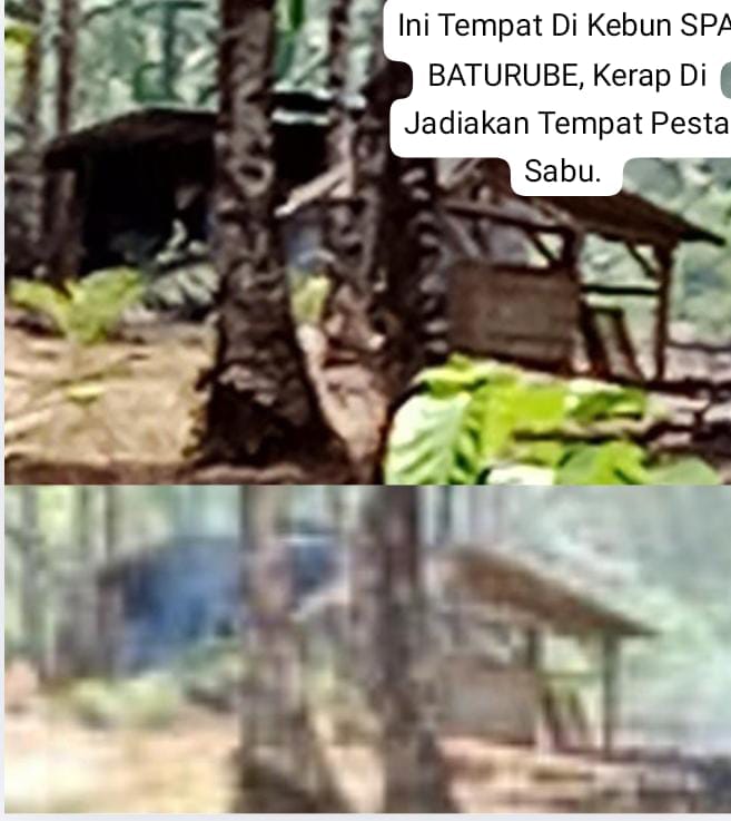 Tangkap Dan Penjarakan, Dugaan (KD.PL)  Kerap Pesta Sabu Di Kebun, Ancam Masa Depan Generasi Muda Desa SPA.